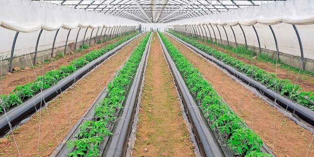 In einem auf 12 °C beheizten Gewächshaus könne die Thermitube den Energieverbrauch um 50 % senken, versprechen die Hersteller.