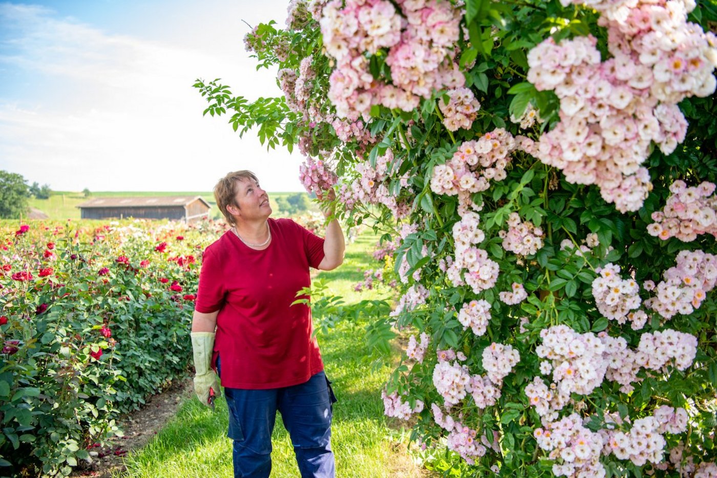 Susann Richli hat mit Freiland-Rosen einen blühenden Betriebszweig aufgebaut. (Foto: Marion Nitsch)