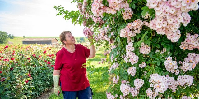 Susann Richli hat mit Freiland-Rosen einen blühenden Betriebszweig aufgebaut. (Foto: Marion Nitsch)