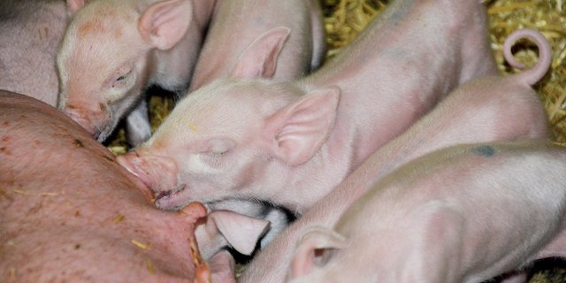 Saugferkelverluste nehmen auf Produktionsstufe, also bei den Mastferkelproduzenten, weiter ab. (Bild aem)