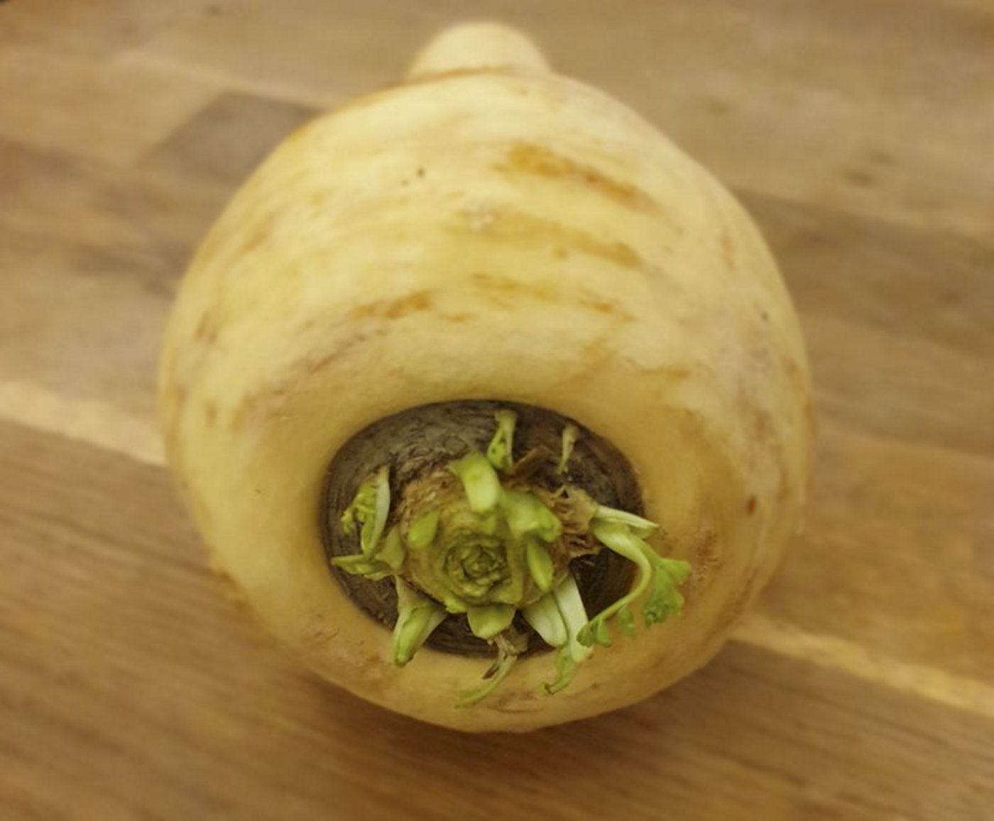 Pastinake Die Kartoffel und das Rüebli haben die Pastinake über längere Zeit fast gänzlich verdrängt. (Bild ji)