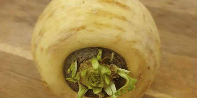 Pastinake Die Kartoffel und das Rüebli haben die Pastinake über längere Zeit fast gänzlich verdrängt. (Bild ji)