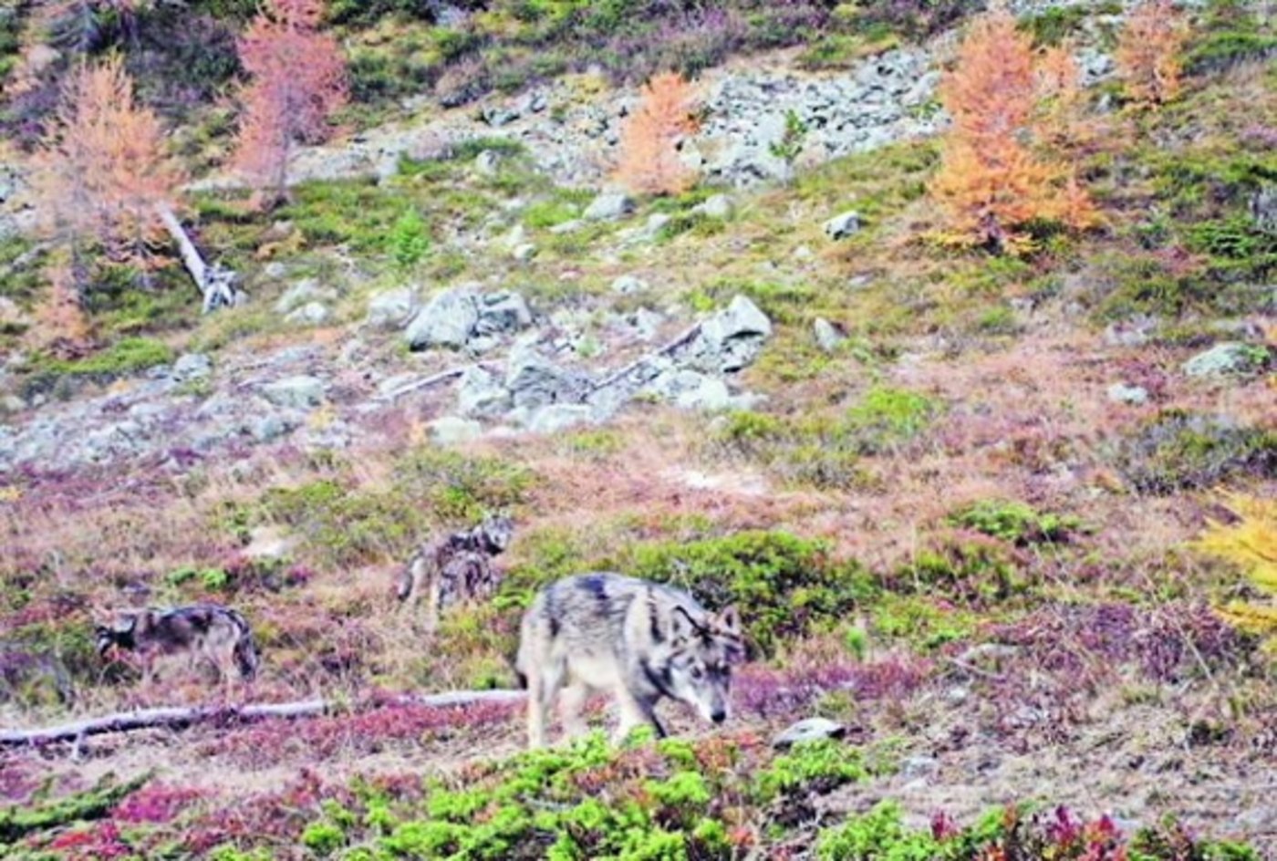  Eine Wildtierkamera hielt im Dezember 2016 vier Wölfe des Augstbord-Rudels fest. (Bild Gruppe Wolf Schweiz) 