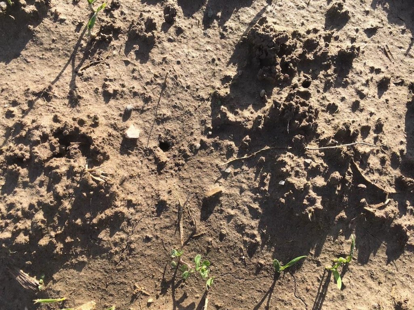 Bei starkem Regen fliesst das Wasser nicht mehr durch die feinen Poren des Bodens und wird daher kaum mehr gefiltert. (Bild jsc)