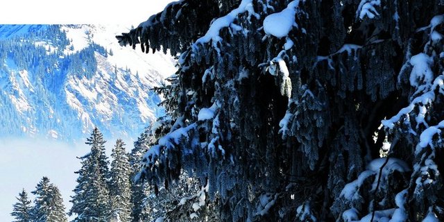 Winterbaum
