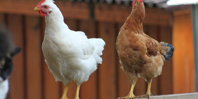 Die Stiftung vermittelt 700 Legehennen. (Bild Susy Utzinger Stiftung)