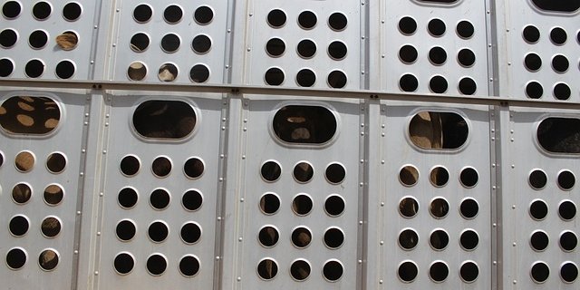 Die Bedingungen beim Tiertransport sollen verbessert werden. Bis dahin wird ein Moratorium gefordert. (Bild Pixabay)