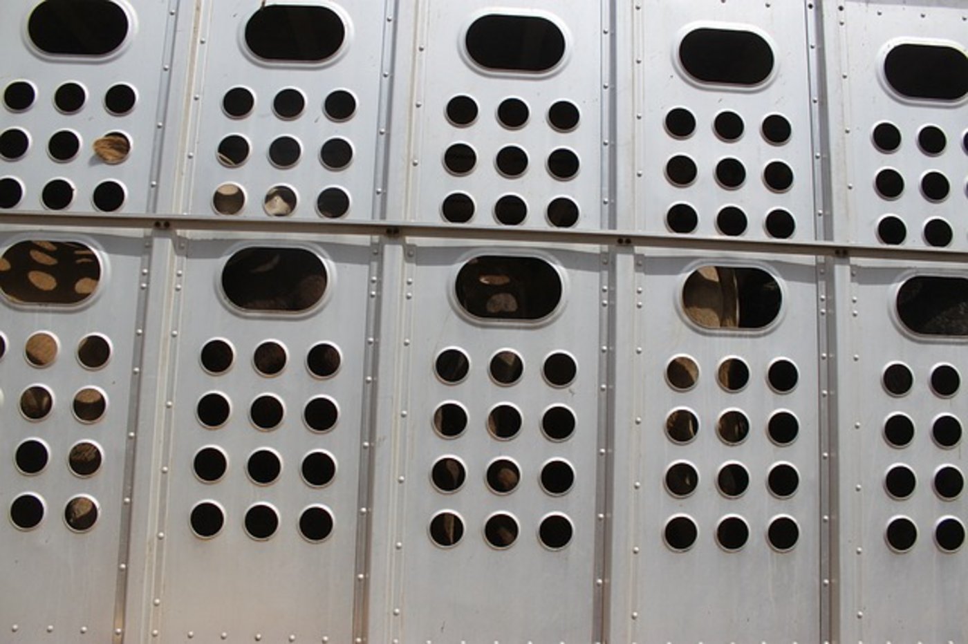 Die Bedingungen beim Tiertransport sollen verbessert werden. Bis dahin wird ein Moratorium gefordert. (Bild Pixabay)