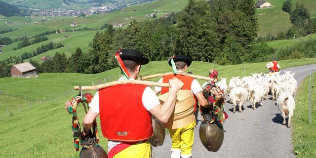 Die Geissen führen den Zug an. Blick nach Appenzell. (Bilder Michael Götz)