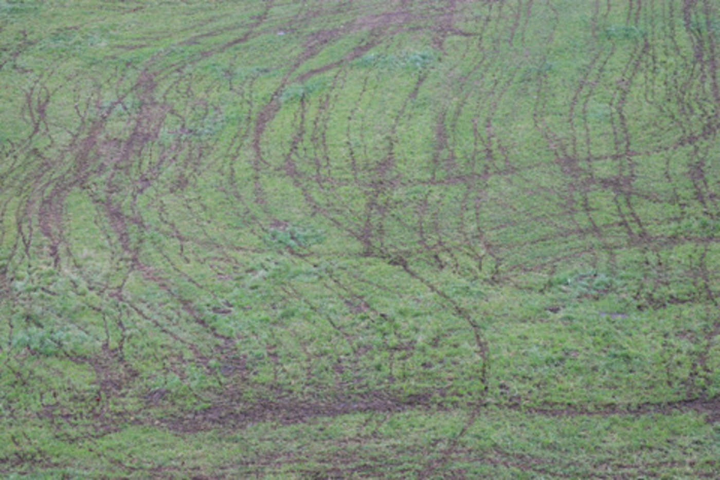Die Niederlanden haben ein Stickstoffproblem: Über 1000 Naturschutzgebiete sollen wegen akut gefährdet sein. Als grösste Quelle für Stickstoff-Emissionen gilt die Landwirtschaft. (Symbolbild BauZ)