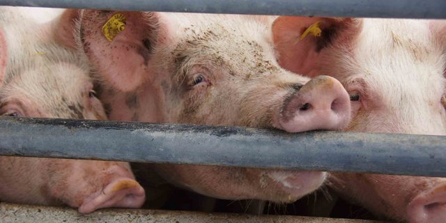 Als wichtigsten Grund für den Rückgang der globalen Fleischproduktion nennen die FAO-Fachleute in Rom die massive Dezimierung des chinesischen Schweinebestandes wegen der dort grassierenden Afrikanischen Schweinepest. (Bild lid)