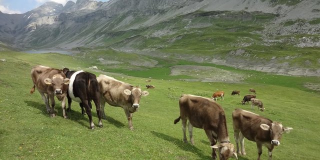 Würde der GVE-Faktor bei den Rindern auf den Alpen erhöht, dürften weniger Tiere gesömmert werden. (Bild BauZ)