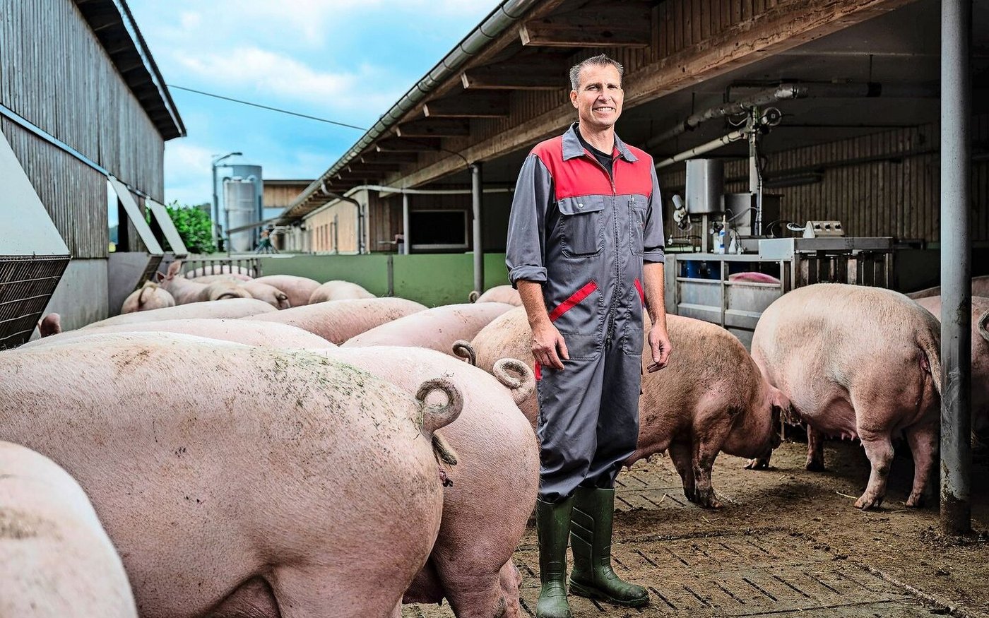 Peter Anderhubs Schweine tragen Ringelschwänze – in der Schweiz normal, in Deutschland vielerorts noch Zukunftsmusik.