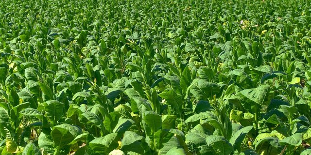 Die Anbaufläche von Tabak ist in der Schweiz auf unter 400 Hektaren gesunken. (Bild Pixabay)