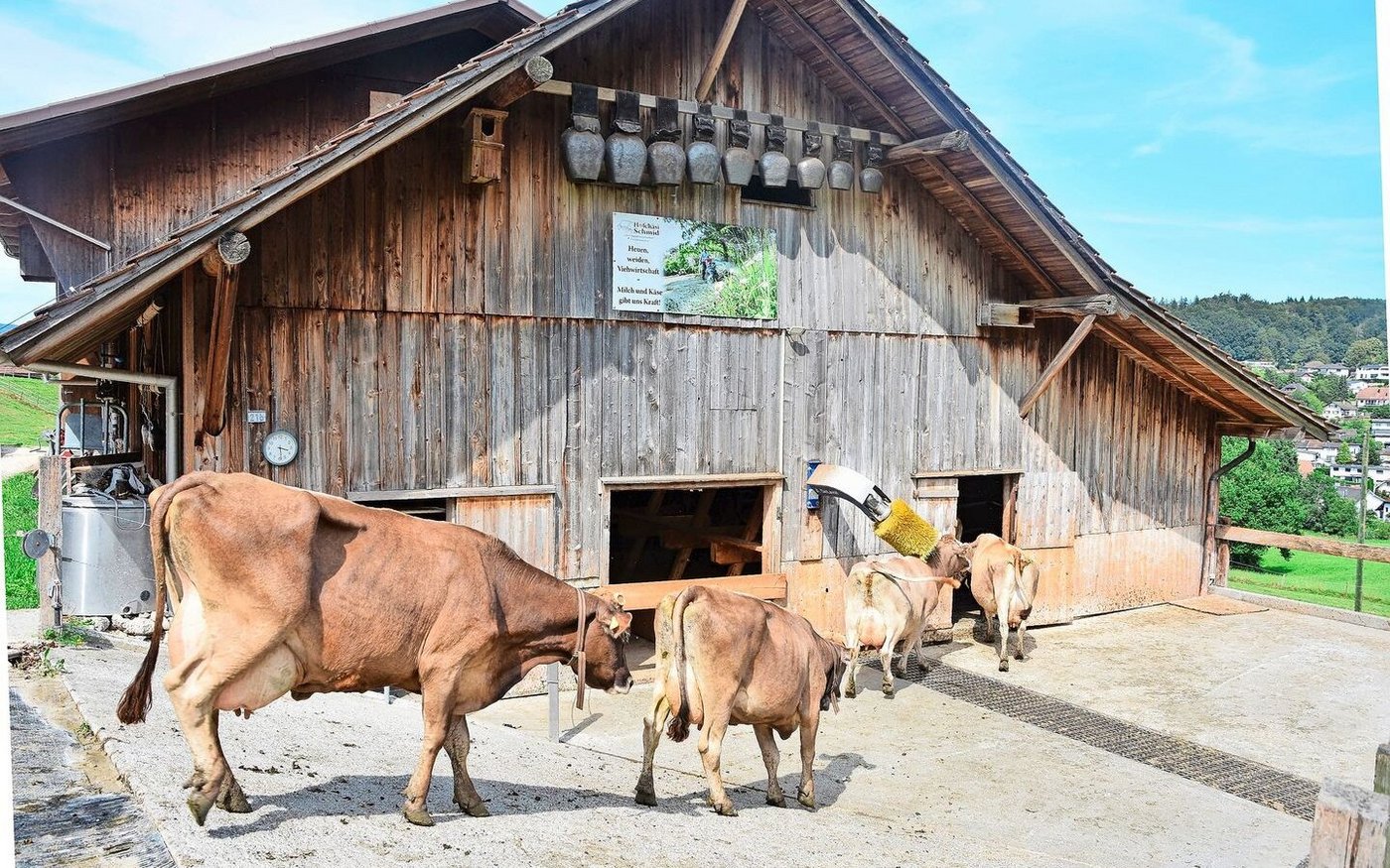 Auf dem Hof strebt man eine robuste BS-Kuh an. Auch Kreuzungen mit OB-Blut scheut man nicht.