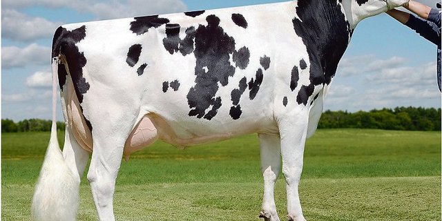 Die bekannte Sully Shottle May (EX-91) ist die Urgrossmutter des neuen Listenführers De-Su Hubbard. (Bild bh)
