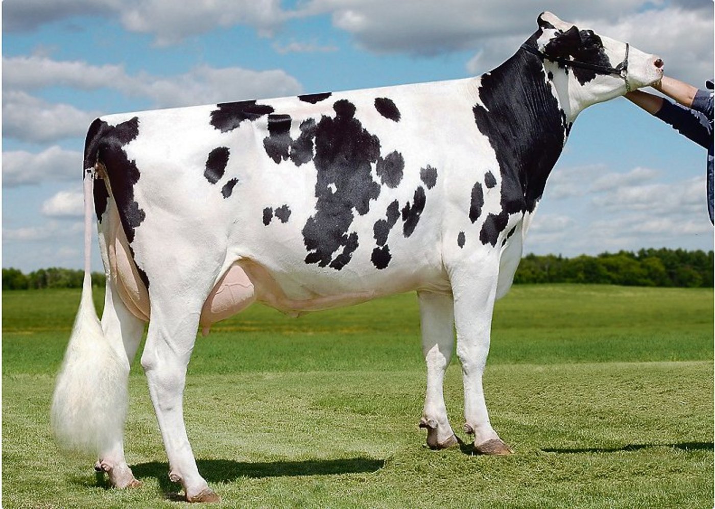 Die bekannte Sully Shottle May (EX-91) ist die Urgrossmutter des neuen Listenführers De-Su Hubbard. (Bild bh)