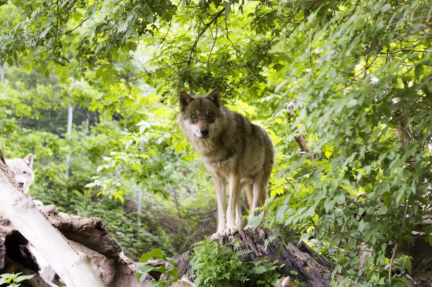 In der oberen Surselva lebt laut Wildhütern ein Wolfspaar, das demnächst ein neues Rudel gründen könnte. (Symbolbild Pixabay)