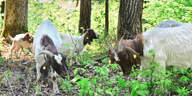 Aufgabe dieser Ziegenherde ist die Pflege eines etwa ein Hektar grossen Stücks Wald bei Saland, welcher im Besitz von Pro Natura Zürich ist.