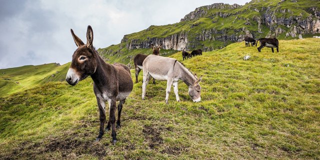 Der ausgewachsene Esel befand sich in einem geschützten Areal, als er angegriffen wurde. (Bild Mario Hagen/pixabay)