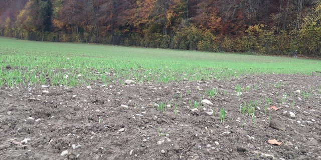 Die Agroscope-Studie stellte fest, dass die Masse für Pflanzen nützlicher Mykorrhiza-Pilze durch PSM im Boden verringert wird. (Bild jsc)