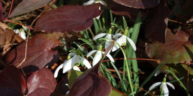 Zwischen Stauden mit altem Laub treiben die ersten Zwiebelpflanzen, wie hier die Schneeglöckchen. (Bild GMH/Bettina Banse)