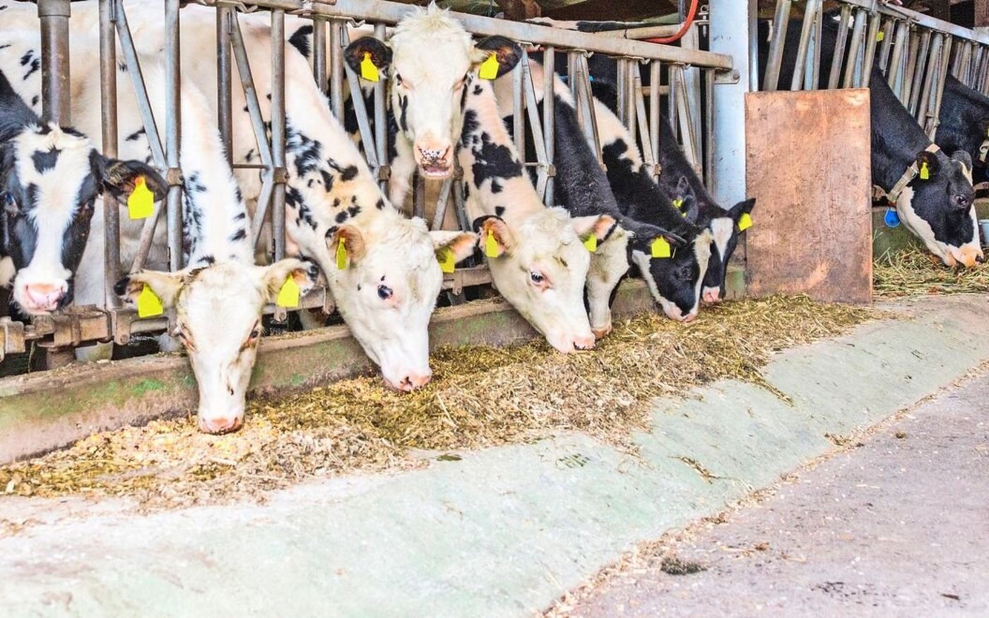 Beschichtete Futterkrippen können mit PCB belastet sein, allerdings vor allem bei Bauten vor 1980. 