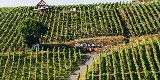 Das Zürcher Weinland gehört neu dem Perimeter der Neuen Regionalpolitik an. Von der finanziellen Unterstützung für strukturschwache Regionen soll auch die Landwirtschaft profitieren. Das Bild zeigt die Reblage Worrenberg  in Flaach. (Bild Roland Müller)