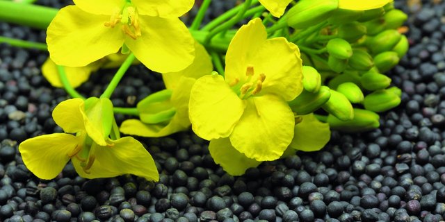 Sowohl die Ölpreise als auch die Produzentenpreise für Raps sind gegenüber dem Vorjahr höher ausgefallen. (Bild Swiss Granum)