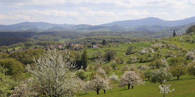 Hochstammbäume bieten Vögeln, Insekten und weiteren Tieren wichtigen Lebensraum. (Bild lid)