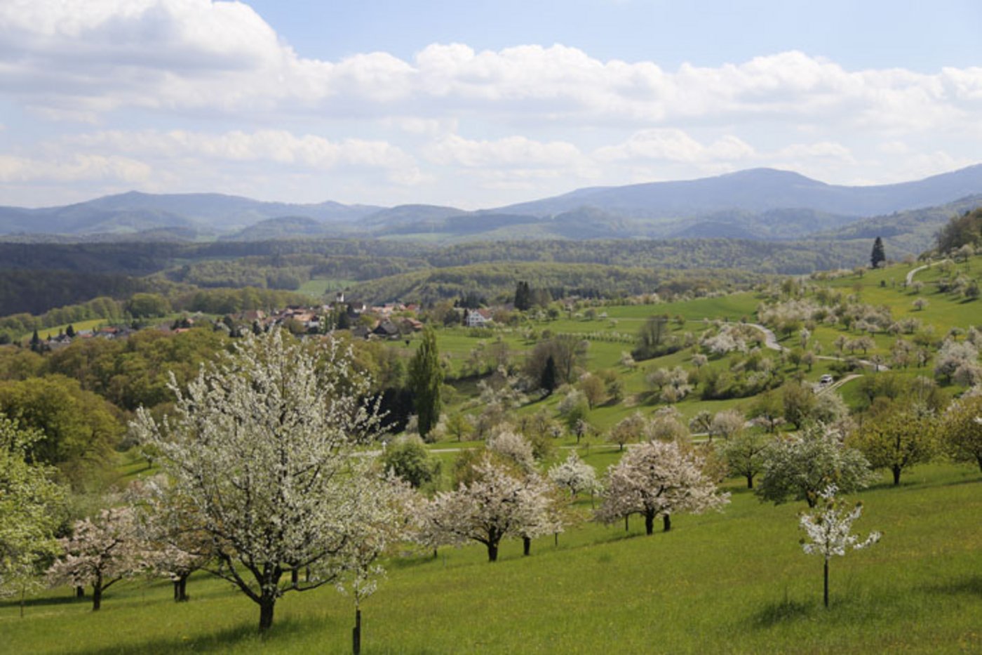 Hochstammbäume bieten Vögeln, Insekten und weiteren Tieren wichtigen Lebensraum. (Bild lid)