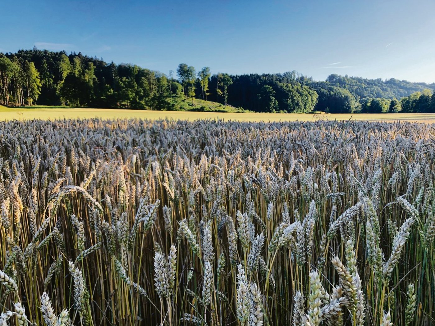 Während die Bedingungen für den Weizen im Jahresverlauf teilweise nicht einfach waren, konnte  die Ernte grösstenteils bei guten Wetterverhältnissen erfolgen. (Bild Livio Janett)