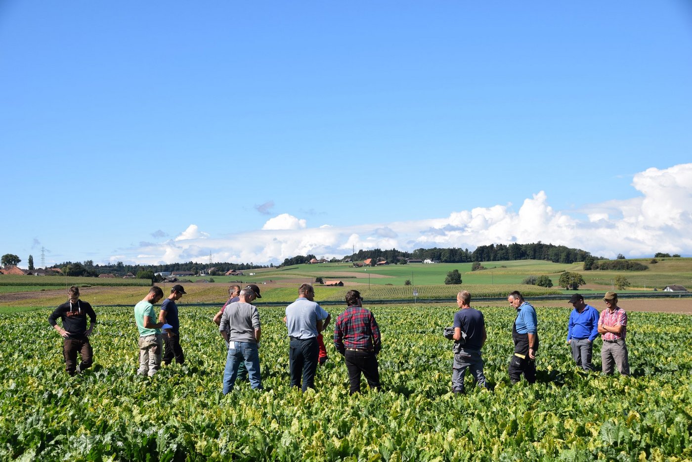 Kehren die Rübenpflanzer dem Rübenring bald den Rücken zu?   Nach der sogenannten «Vertrauensabstimmung» wird sich zeigen, wer sein Vertrauen noch der Verwaltung schenkt. (Bild BauernZeitung/sjh)