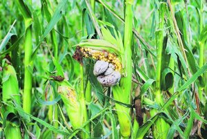 Der Maisbeulenbrand kann alle oberirdischen Teile der Maispflanze befallen. (Bild Peter Fankhauser)
