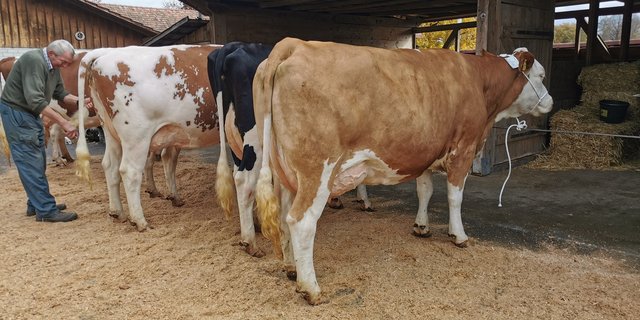 Die Kühe müssen bis Ende März auf den Höfen angeschrieben werden. (Bild sb)