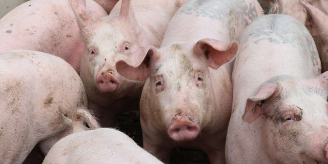 Die Nachfrage nach Schweinefleisch war ab Jahresbeginn gut. (Bild Ruth Aerni)