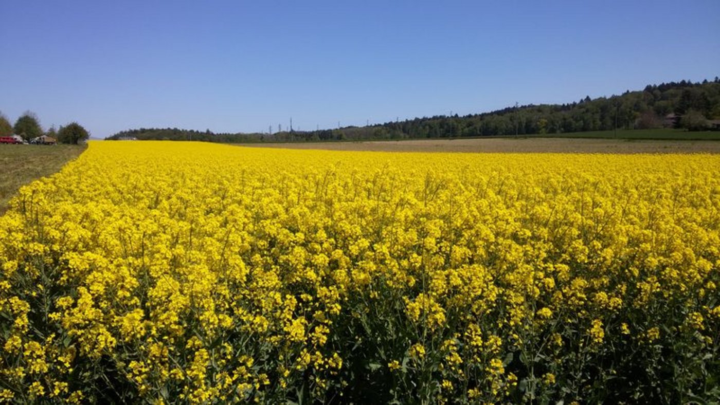 Die Nachfrage nach Rapsöl ist höher als das Angebot. Deshalb sind neue Produzenten gesucht. (Bild lid)