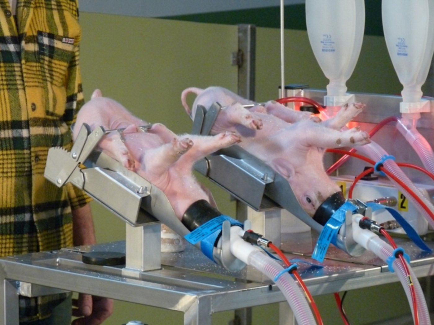 Bei der Kastration werden die Ferkel bald auch in Deutschland unter Narkose gesetzt. (Bild BauZ) 