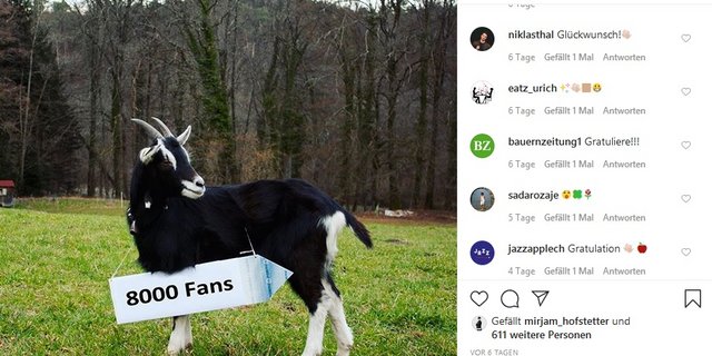 Kürzlich konnte man @schweizer.bauern zum 8000. Follower gratulieren. (Screenshot)