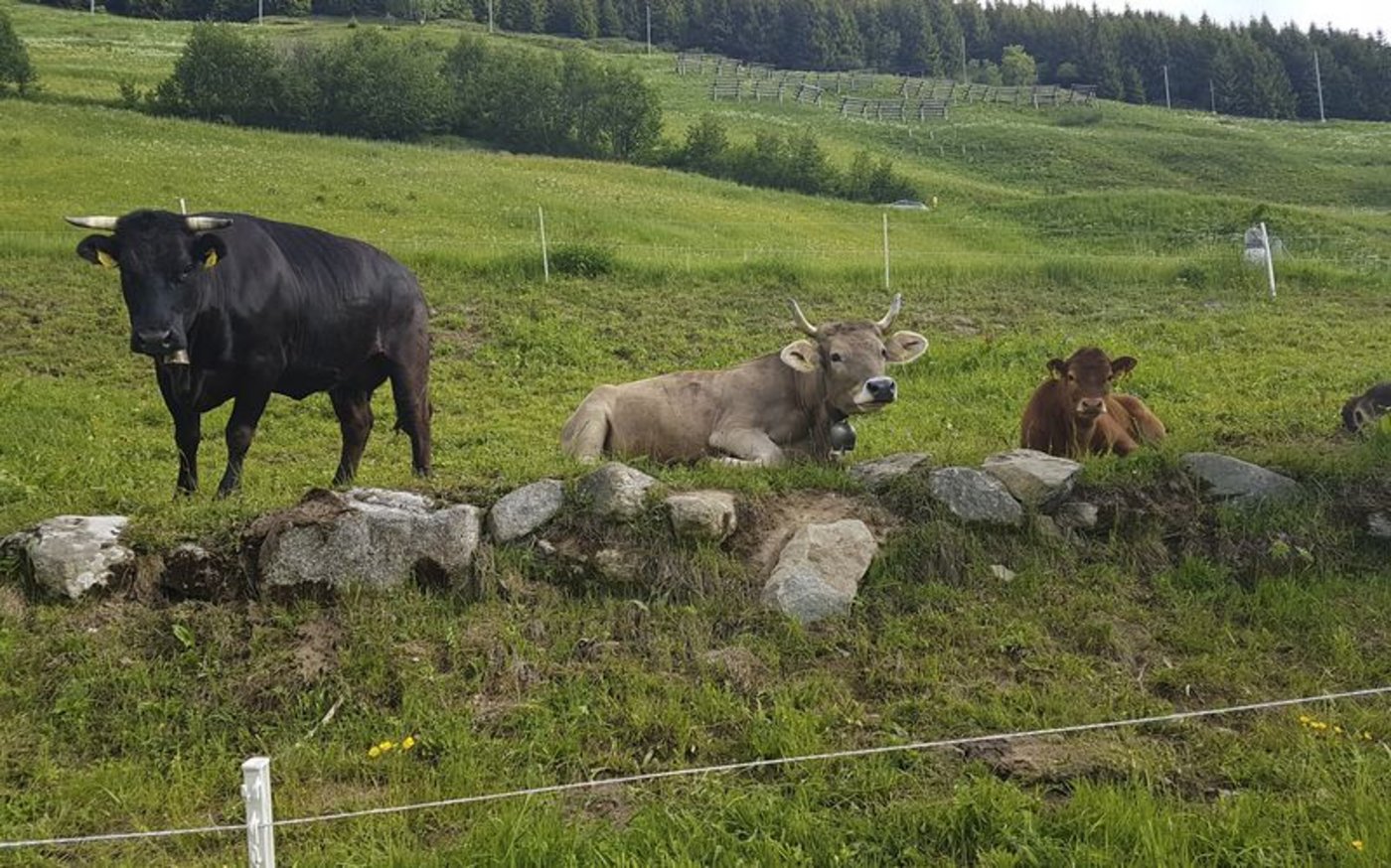 Mutterkühe schützen ihre Kälber. Das kann für Konflikte sorgen. (Bild lid)