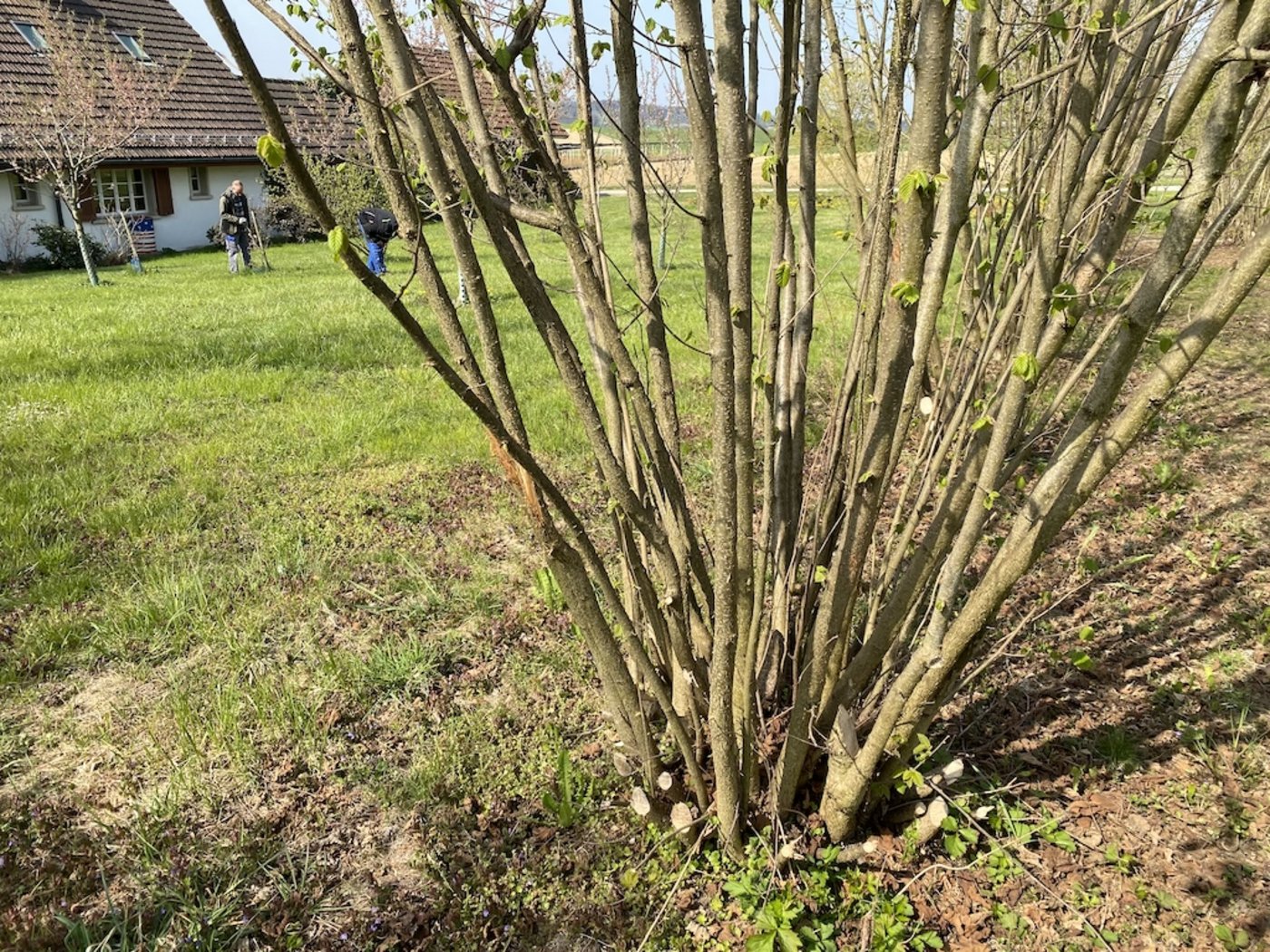 Im Wurzelraum dieser Haselsträucher wachsen Burgunder Trüffel heran. 