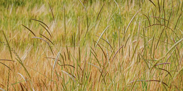 Besonders in getreidelastigen Anbaugebieten wird der Ackerfuchsschwanz immer mehr zum Problem.  Das Ungras lässt sich auch mit Herbiziden immer schwerer bekämpfen. (Bild FiBL, Hansueli Dierauer)