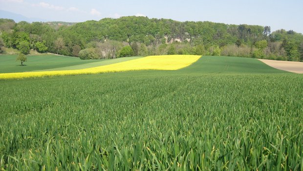 Der Schutz der Umwelt und der Bevölkerung sei der ganzen Branche wichtig, schreibt Swiss Granum. Die Rahmenbedingungen sollten aber die Produktion und Verarbeitung und der Schweiz ermöglichen. (Bild Swiss Granum)