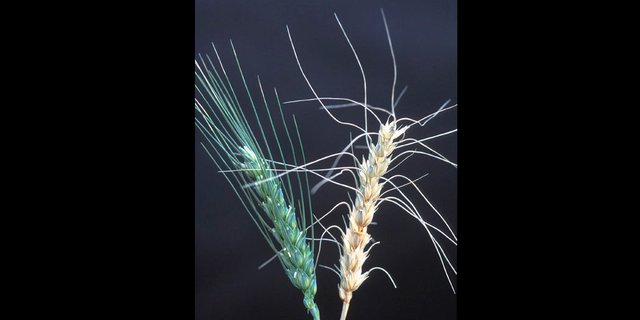  Eine gesunde Ähre (links) im Vergleich mit einer von Fusarium graminearum befallenen (rechts) (Bild Wikipedia)