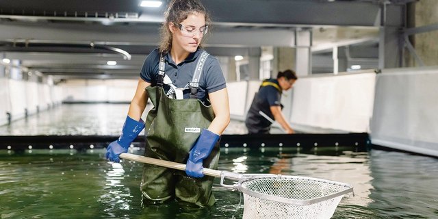 Die Shrimps werden in Rheinfelden von Hand geerntet, anschliessend in Eiswasser getötet und sind Stunden später unterwegs zur Kundschaft.(Bild Swiss Shrimp)