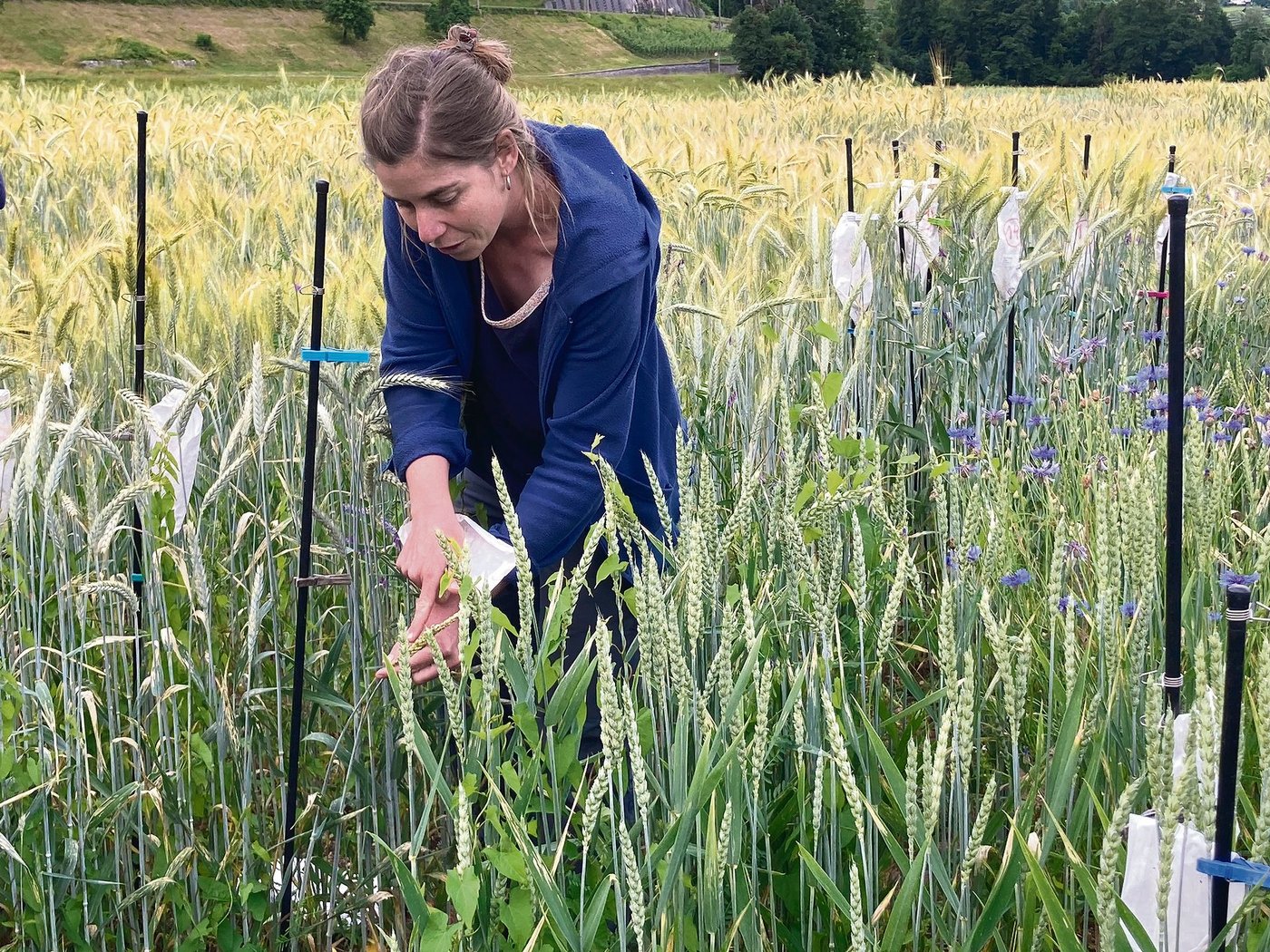 Die Biologin Verena Weyermann veranschaulicht auf dem Feld, wie eine neue Getreidesorte entsteht. Am Anfang ist das Ziel, möglichst viele Nachkommen mit verschiedenen Eigenschaften zu erhalten, woraus nach Bedarf ausgesucht werden kann (Bilder Alexandra Stückelberger)