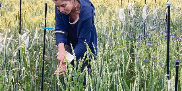 Die Biologin Verena Weyermann veranschaulicht auf dem Feld, wie eine neue Getreidesorte entsteht. Am Anfang ist das Ziel, möglichst viele Nachkommen mit verschiedenen Eigenschaften zu erhalten, woraus nach Bedarf ausgesucht werden kann (Bilder Alexandra Stückelberger)