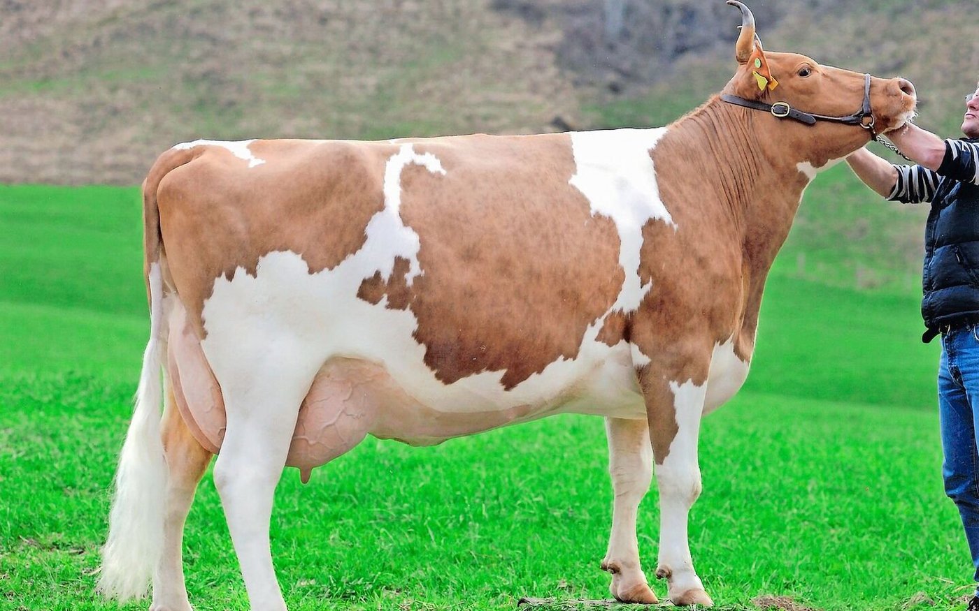 Eine eindrückliche Swiss Fleckvieh-Kuh: Die Mutter vom Stier Alfredo Voltaire Armenia (55 55 98/EX-92). 