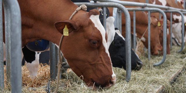 Die Umsetzung des Gewässerschutzgesetzes ist mit viel Aufwand für die Bauern verbunden. (Bild pixabay)