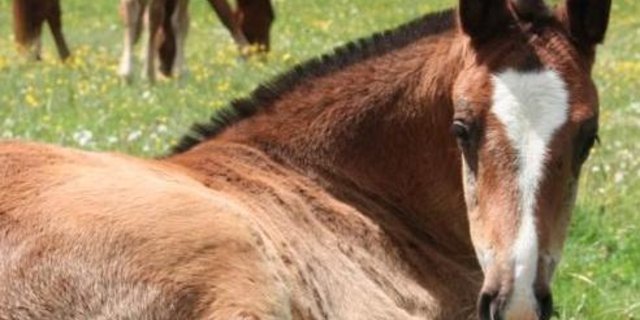 Die Freiberger Zuchtanwerterhengste werden am 2. März ein letztes Mal geprüft. (Bild Schweizerischer Freibergerverband)